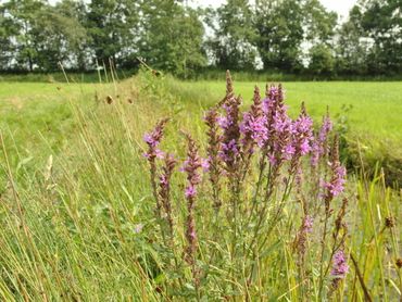 Gefaseerd maaien van slootkanten; kleine moeite, goed voor insecten