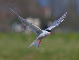 Sterna hirundo. Visdief