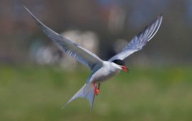 Sterna hirundo. Visdief