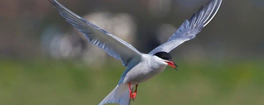 Sterna hirundo. Visdief