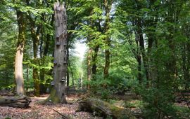 Dood hout zorgt voor biodiversiteit