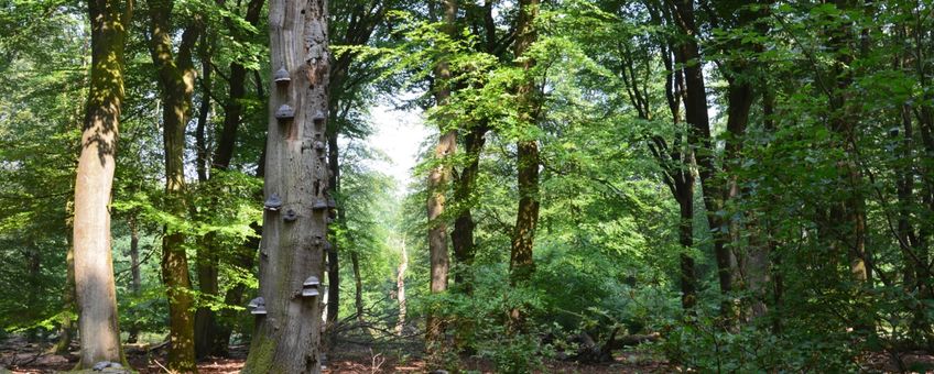 Dood hout zorgt voor biodiversiteit