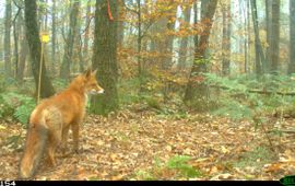 Joep van Belkom vos wildcamera