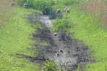 Kievitskuikens in de Krimpenerwaard