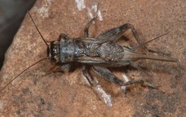 Roy kleukers Spoorkrekel Eumodicogryllus bordigalensis uit Griekenland
