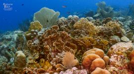 Curaçao coral reefs