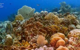 Naturepics: Y.+T. Kühnast Curaçao coral reefs