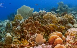 Curaçao coral reefs