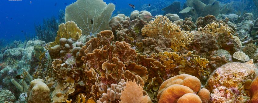 Curaçao coral reefs