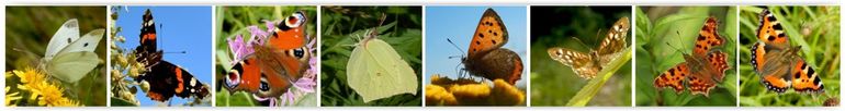 De 8 meest waargenomen vlinders in de laatste week oktober: v.l.n.r. klein koolwitje, atalanta, dagpauwoog, citroenvlinder, kleine vuurvlinder, bont zandoogje, gehakkelde aurelia & kleine vos