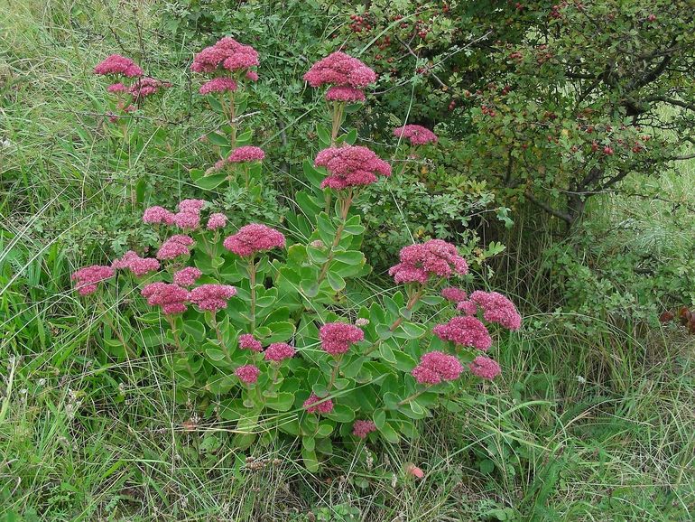 In tuinen staan vaak cultivars, maar hemelsleutel is ook een inheemse plant