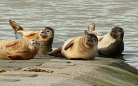 Rustende gewone zeehonden in de haven van Nieuwpoort