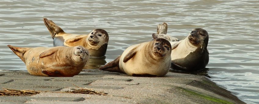 Rustende gewone zeehonden in de haven van Nieuwpoort