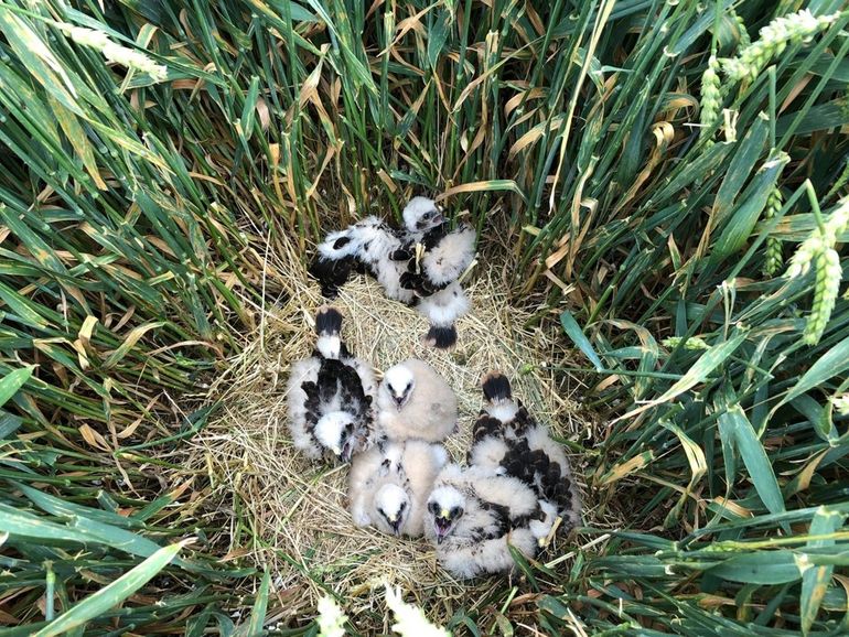 Een nest met zes jonge grauwe kiekendieven in 2019, die uiteindelijk allen uitvlogen