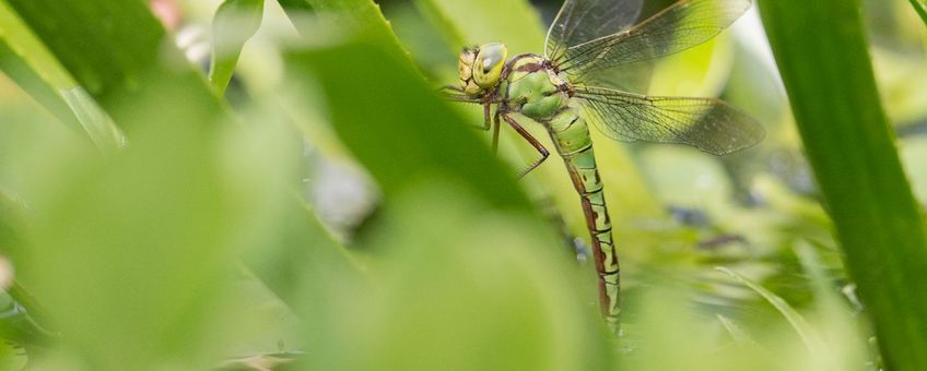 De groene glazenmaker gebruikt krabbenscheer om eieren op te leggen.