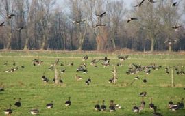 Arnold van Vliet Kolganzen in de Ooypolder. Fotograaf: gerard Muskens van Alterra