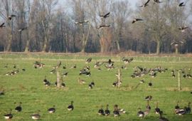 Kolganzen in de Ooypolder. Fotograaf: gerard Muskens van Alterra