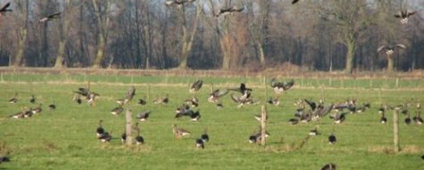 Kolganzen in de Ooypolder. Fotograaf: gerard Muskens van Alterra