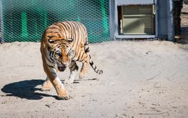Living Image; WWF Herintroductie tijgers Kazachstan