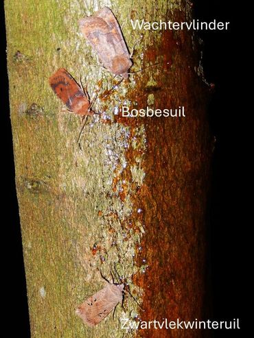 De drie nu te verwachten soorten op een smeerplekje, 15 januari 2026