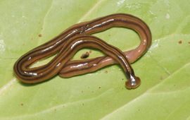 Pierre Gros Hamerhoofdlandplatworm