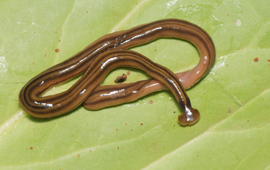 Hamerhoofdlandplatworm