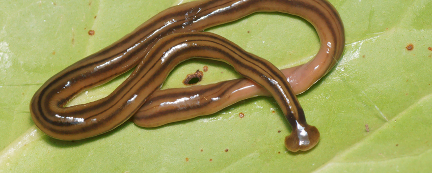 Hamerhoofdlandplatworm