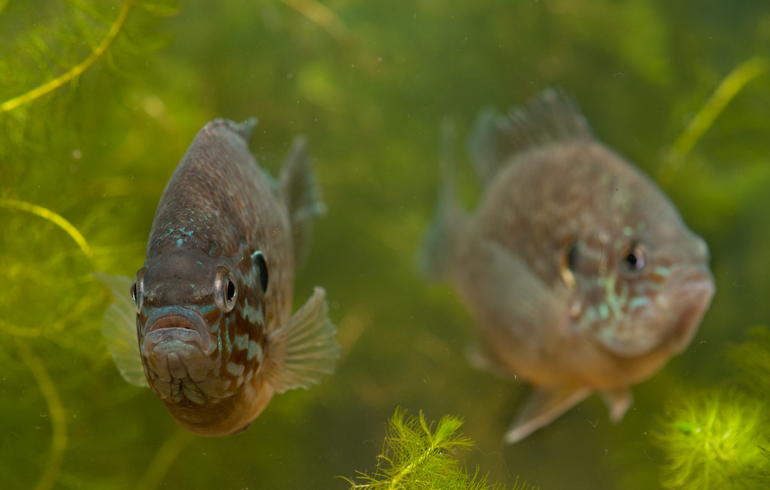 De zonnebaars is mooi om te zien, maar veroorzaakt veel schade in onze natuurlijke wateren