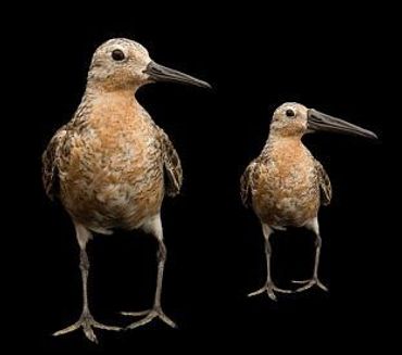 The red knot as it is now (left) and an exaggerated projection how the future red knot might look like (right): smaller, but having maintained its relatively long bill