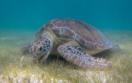 Grazende zeeschildpad, grazing green sea turtle