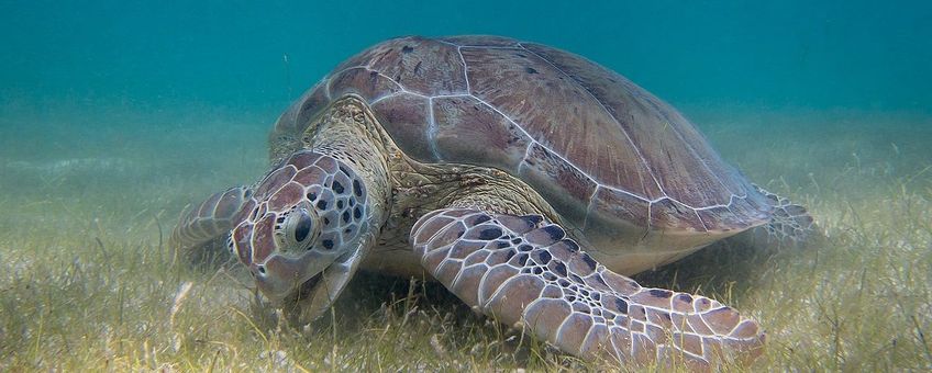 Grazende zeeschildpad, grazing green sea turtle