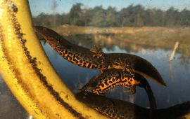 Kamsalamanders bij een poel