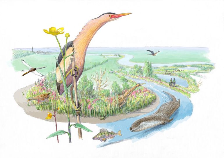 Toekomstbeeld van de Ooijse Graaf met woudaap en otter