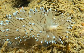 Peter H. van Bragt (Blauwtipje.nl) Een Blauwtipje Antiopella cristata