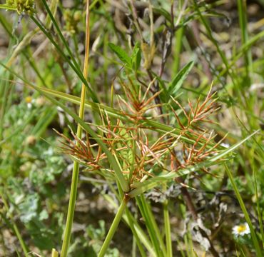 Cyperus distans