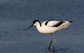 Jankees Schwiebbe, Birdphoto.nl Kluut (eenmalig gebruik)