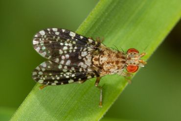 De vleugels van de bonte slakkendoder (Trypetoptera punctulata) zijn opvallend zwartwit gekleurd 