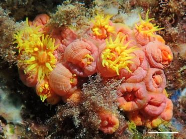 Invasieve koraalsoort Tubastraea coccinea