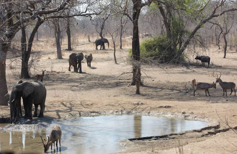 Elephants and other wildlife visiting a waterhole in Majete Wildlife Reserve, Malawi