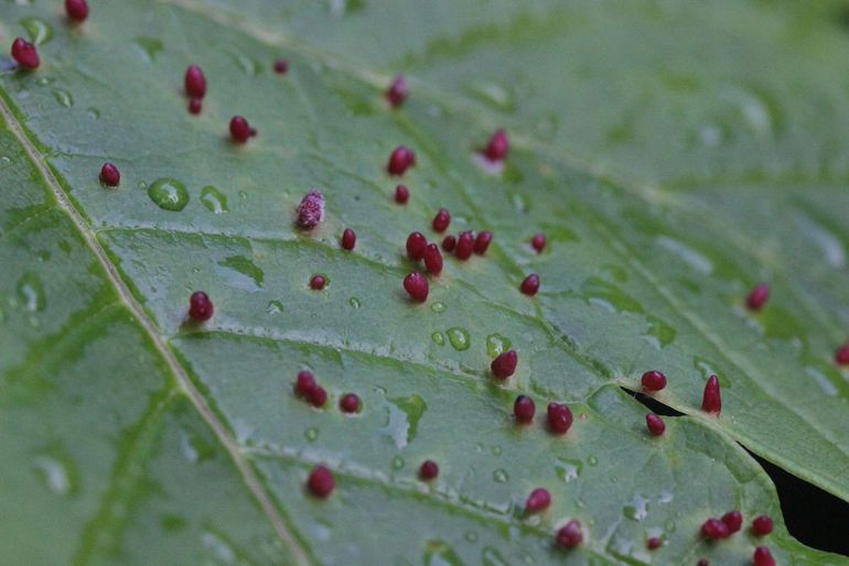 De gallen van de esdoornhoornmijt zijn rode stekeltjes op het blad