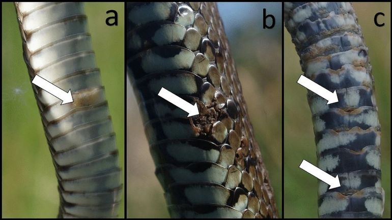 Voorbeelden van de meest voorkomende kenmerken huidletsels veroorzaakt door Ophidiomyces ophiodiicola die zijn waargenomen bij ringslangen in het Verenigd Koninkrijk. Deze omvatten een verandering van de kleur van de schub (a), verandering van kleur met ulceratie (b), en verandering van kleur, korstvorming en erosie van de schubben (c). De ernstscore van de letsels wordt geregistreerd als mild (a), matig (b) en ernstig (c).