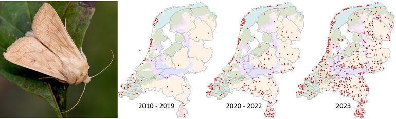 Het voorkomen van de zuidelijke grasuil vanaf 2010, met voor 2023 een record
