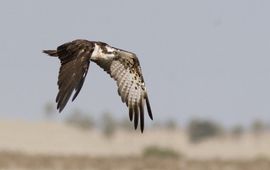 Pandion haliaetus. Visarend