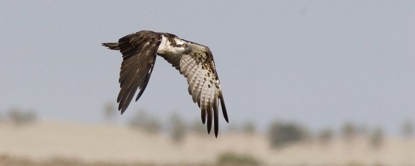 Pandion haliaetus. Visarend