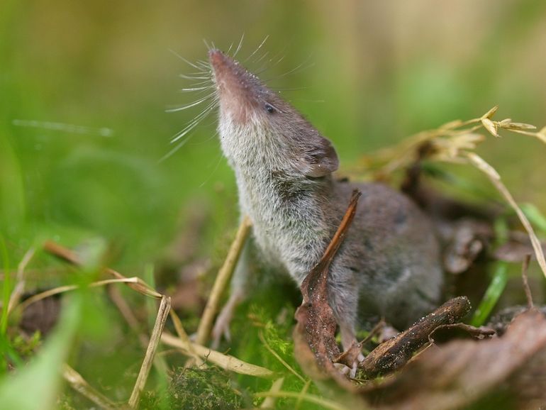 De huisspitsmuis heeft slechte ogen maar een uitstekende neus!