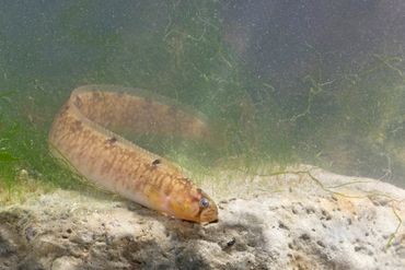 Een botervis in het Grevelingenmeer