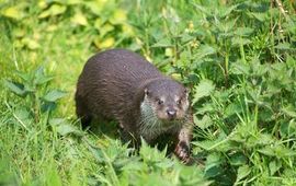 Omdat otters het spannend vinden om onder bruggen of door duikers heen te zwemmen, in een gebied dat ze (nog) niet goed kennen, vervolgen ze hun route vaak via de oever en over de weg.