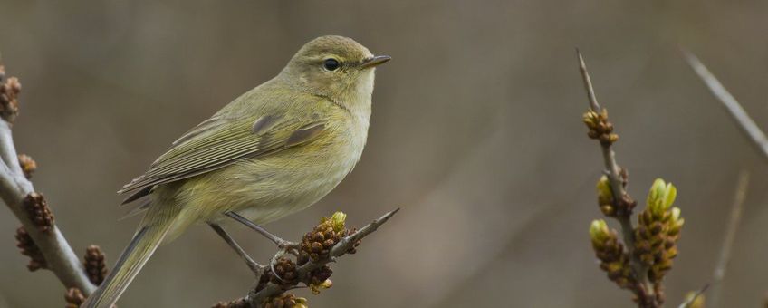 Phylloscopus collybita. Tjiftjaf