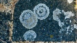 Korstmos langs de Zaan