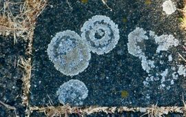 Korstmos langs de Zaan